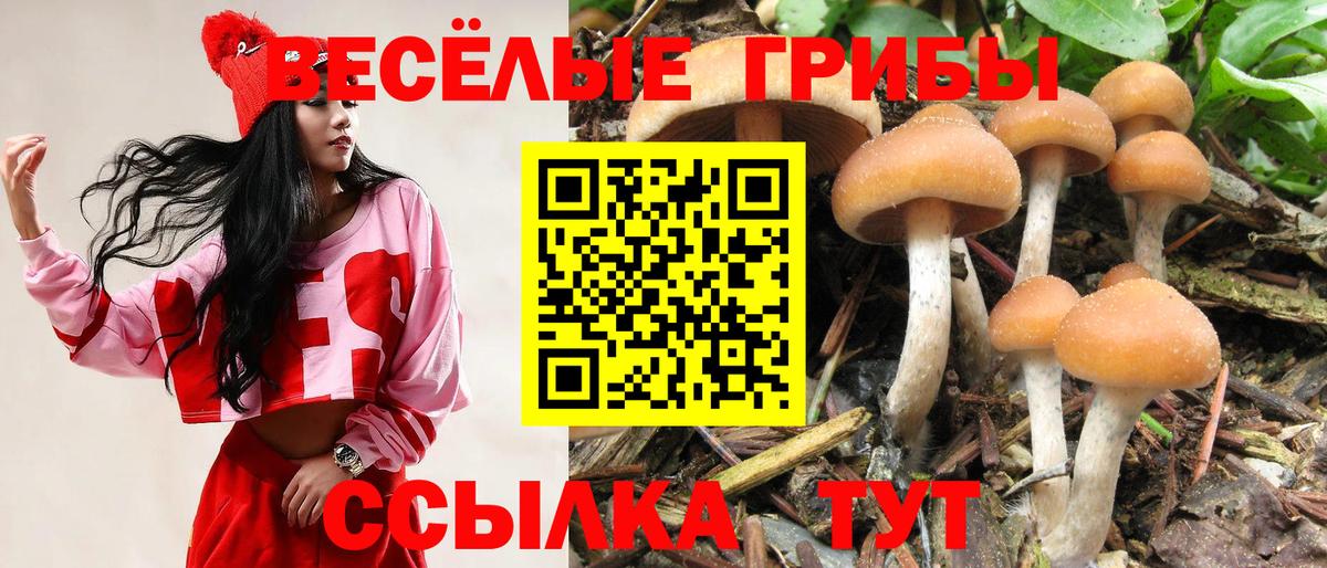 Галлюциногенные грибы GOLDEN TEACHER  закладка  Сальск  Вход с VPN  Псилоцибиновые грибы Magic Shrooms 